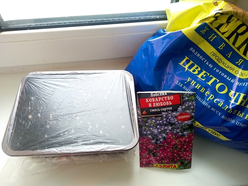 Посаженная ампельная лобелия 