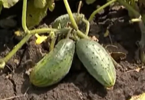 Сортовые Нежинские огурцы
