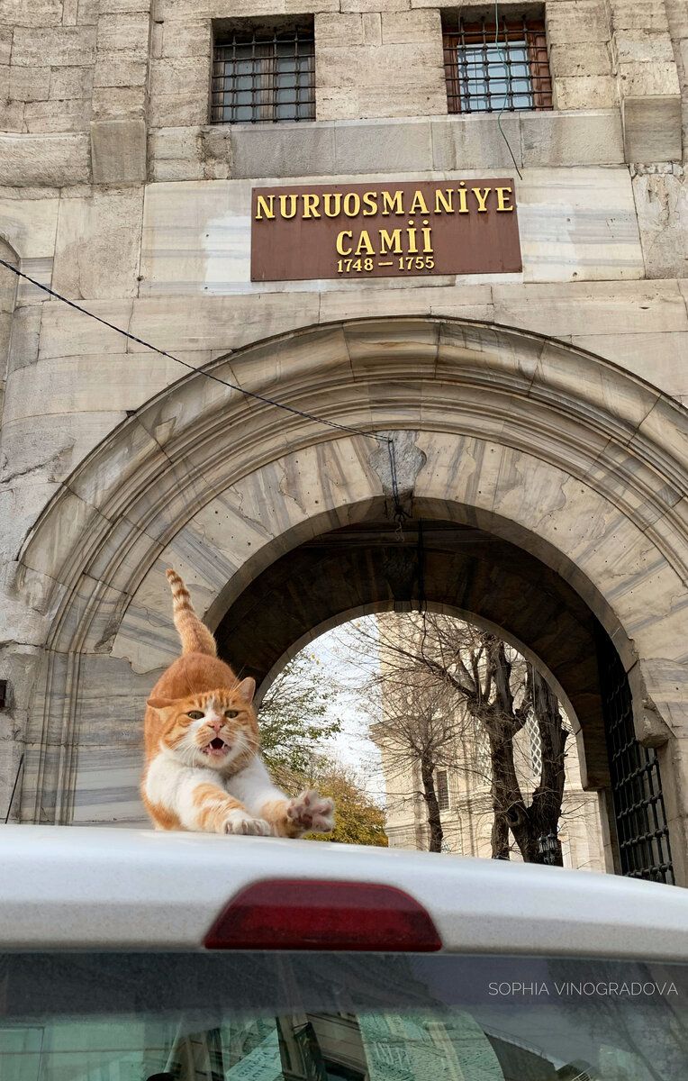 Он развалился на крыше машины около входа на территорию мечети Нуросмание, но, завидев нас, проявил интерес и таааак позировал несколько минут, что не могу не показать вам ещё одну его фоточку :)