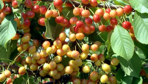 Не каждому садоводу удается вырастить на своем участке черешню. Бывают такие суровые зимы, что большая часть дерева вымерзает. Одной из лучших зимостойких сортов является черешня Фатеж. Для гарантированного урожая следует учитывать требования к грунту и особенности ухода за культурой.