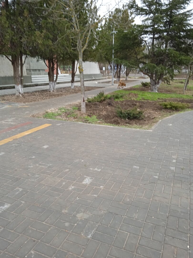 уличное фото собаки