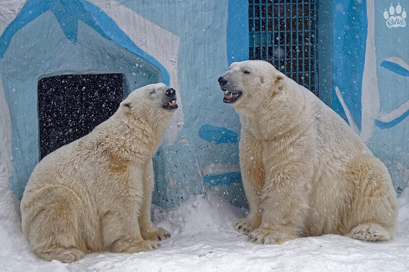  Фото: instagram.com/kivu1i