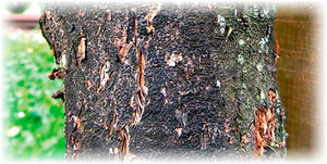 Садоводы наряду с яблонями и грушами в своём саду любят сажать вишнёвые и черешневые деревья. Но часто новички сталкиваются с тем, что растения поражаются разнообразными болезнями.Хозяева садовых посадок беспокоятся, если трескается черешня или вишня. Что это за болезнь? Почему она происходит? На эти вопросы мы и попытаемся ответить в нашей статье.