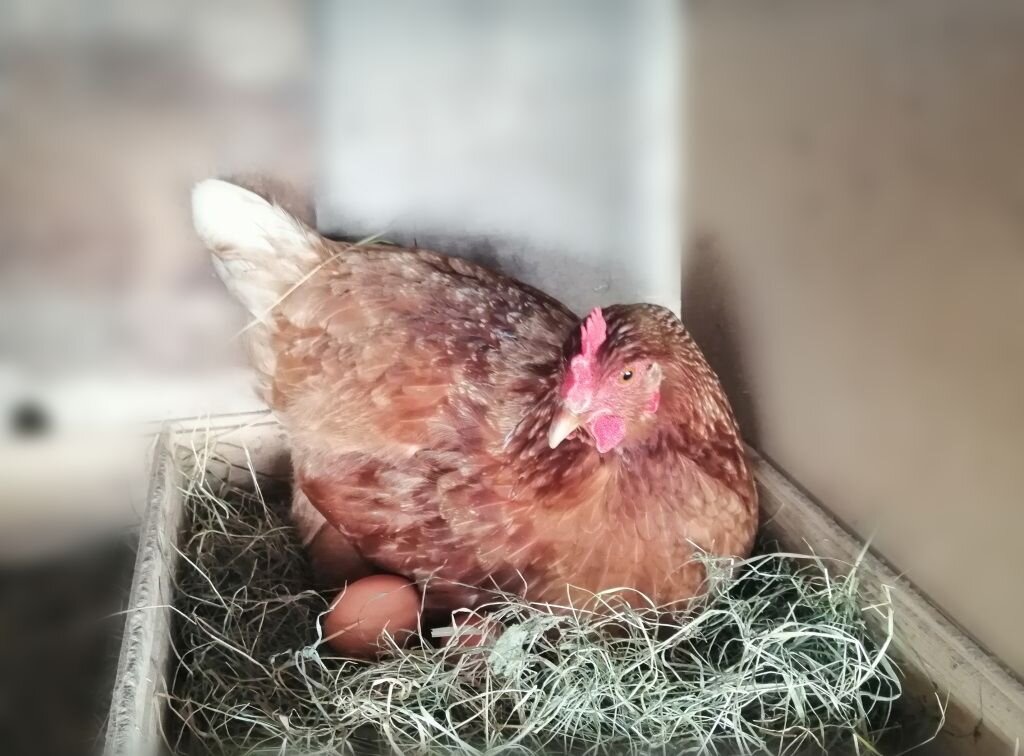 Как отучить кур клевать. Расклёв яиц курами. Курица клюет яйца. Курица расклевывает яйцо. Куры клюют яйца.