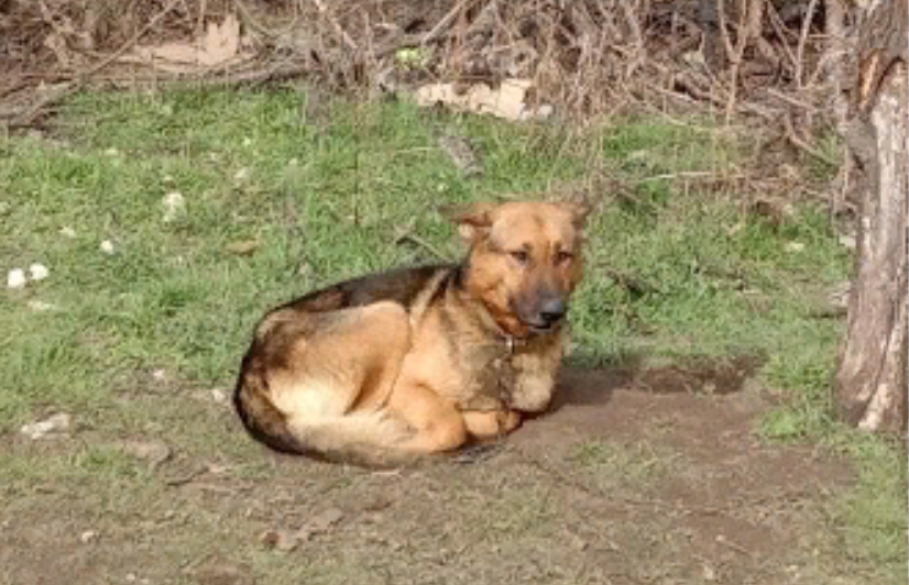 Новенький мальчик-вост. евр. овчарка.