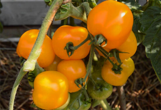 Сорт Янтарные.