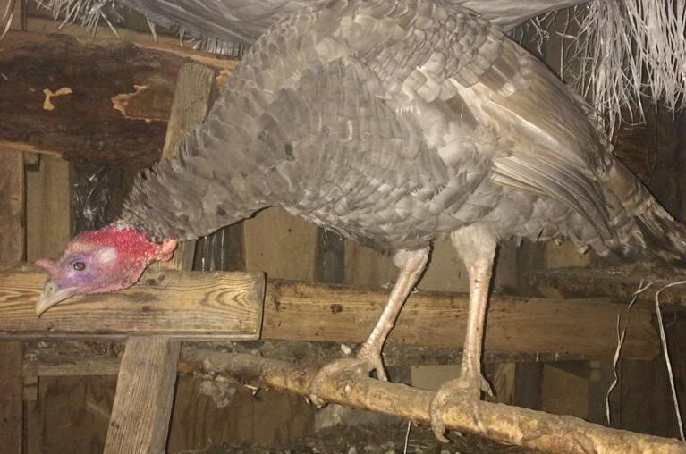 Красивое оперение )