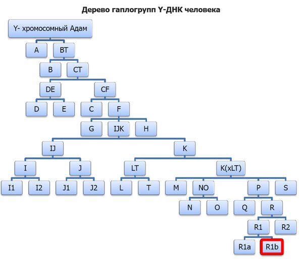 Древо глаплогрупп.