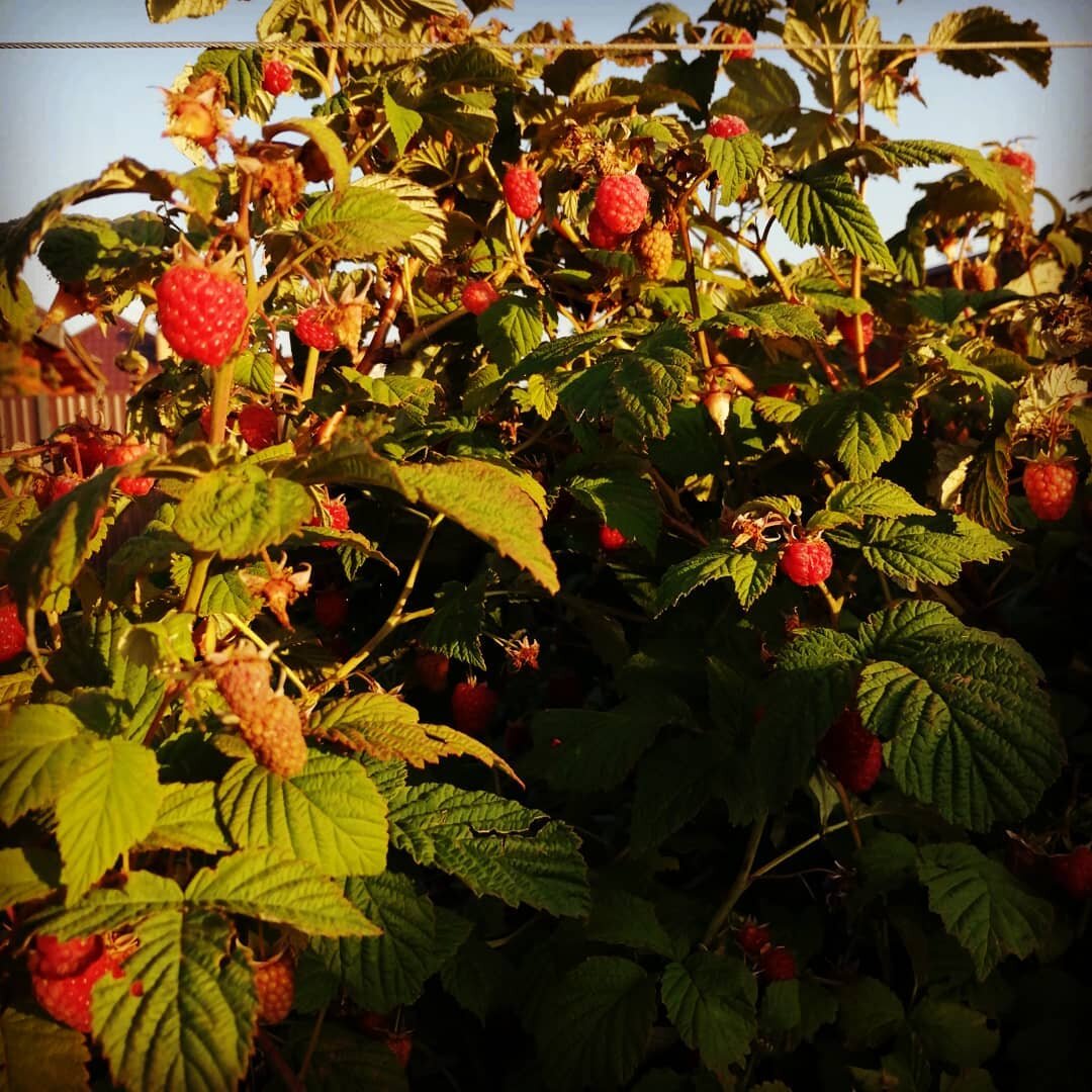 У меня малинник в стороне от всех плодовых деревьев (фото автора)