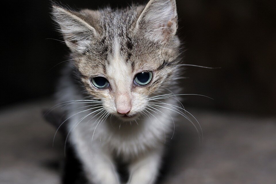 Фото: pixabay.com