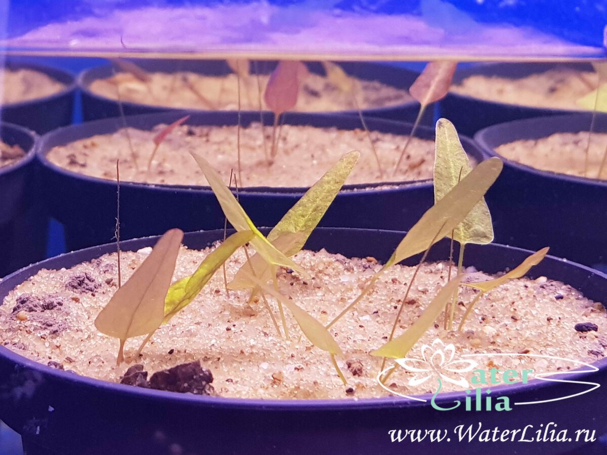 первые подводные листья нимфей