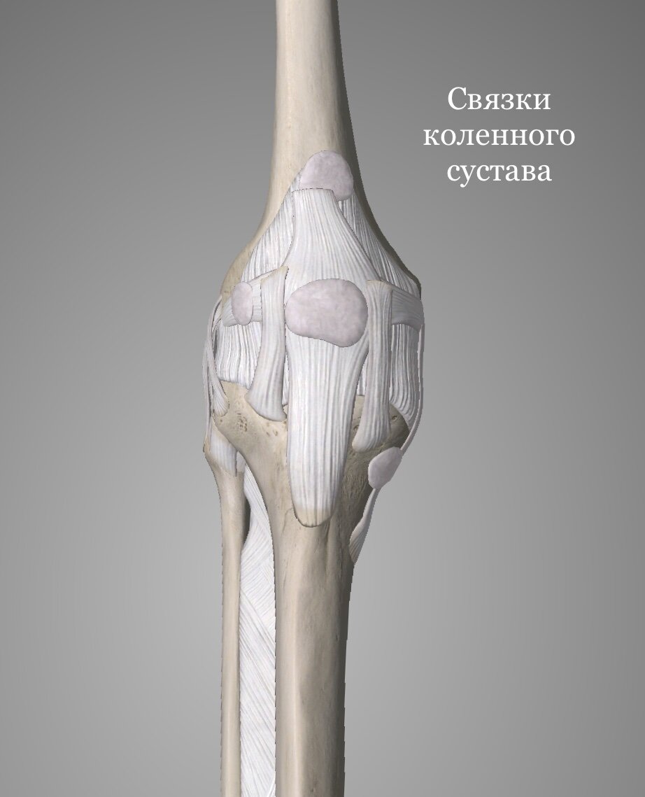 Связки коленного сустава