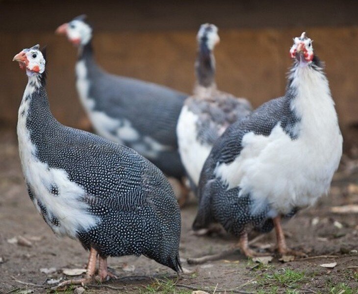 Загорская белогрудая цесарка. Фото из интернета