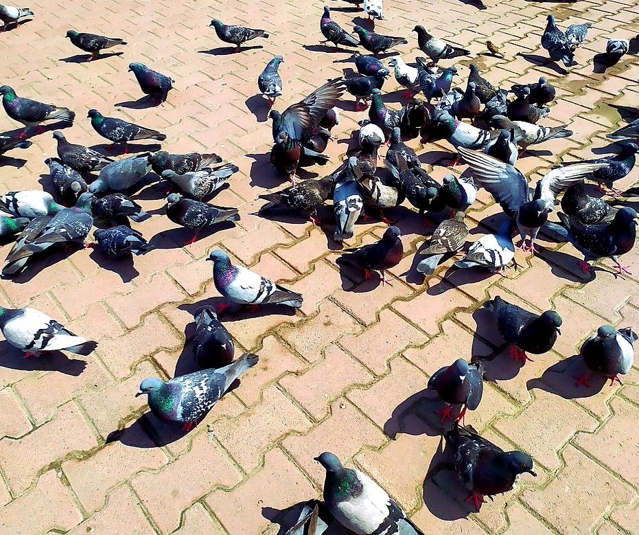 Стая голубей