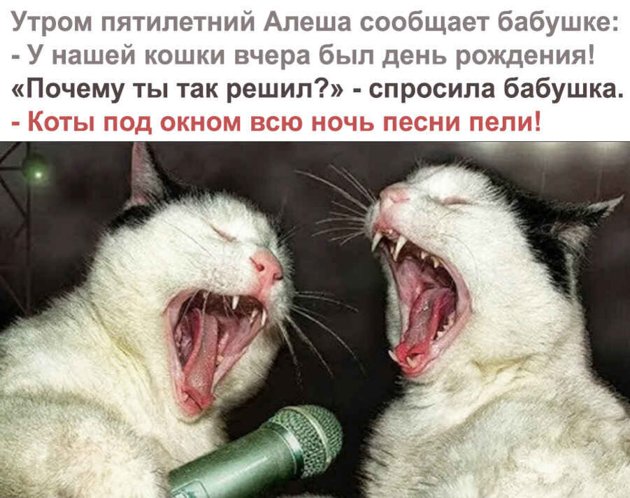 Художественные рассказы о котах. Смешной рассказ про кота. Рассказ о котах. Смешные истории про животных. Веселые истории про котов.
