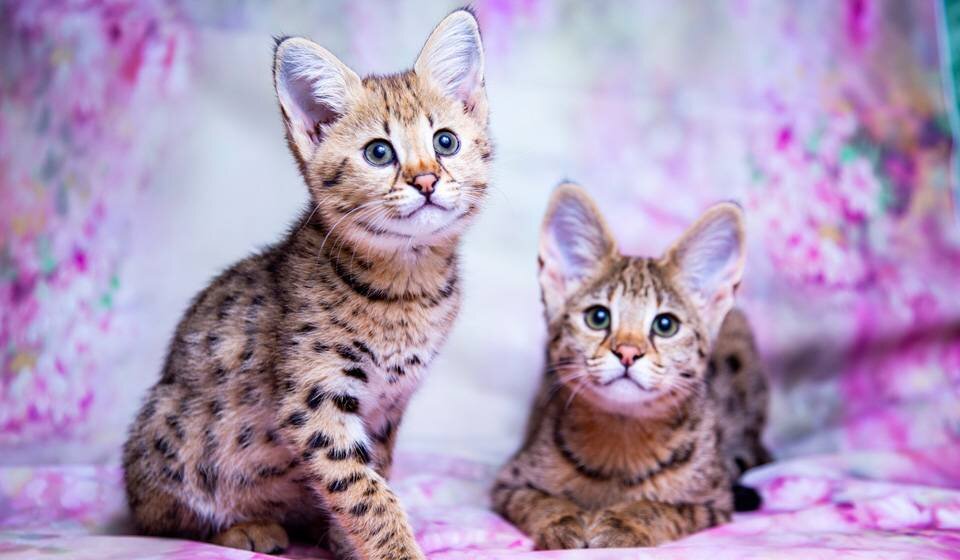 Источник фото:  klkfavorit.ru