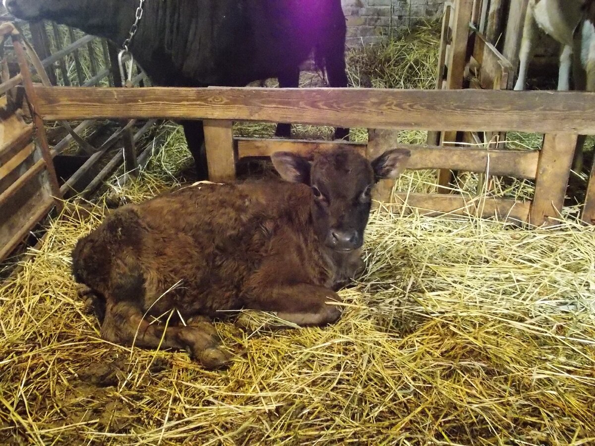 маленькие быки в сарае, на несменяемой подстилке