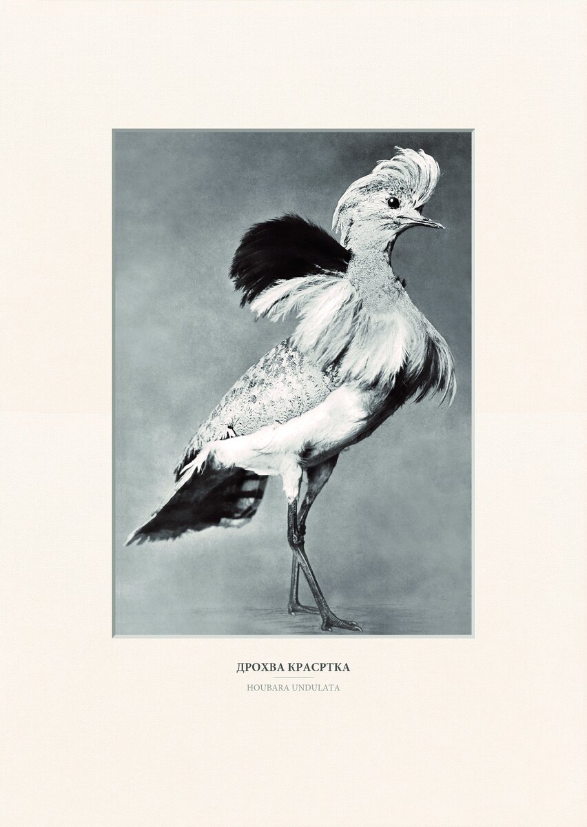 Дрофа. Репродукция фотографии Дмитрия Соломирского