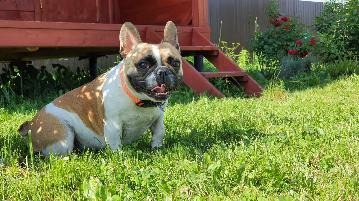 Французский бульдог Варвара, питомник "Французские бульдоги от Ломоносовой"