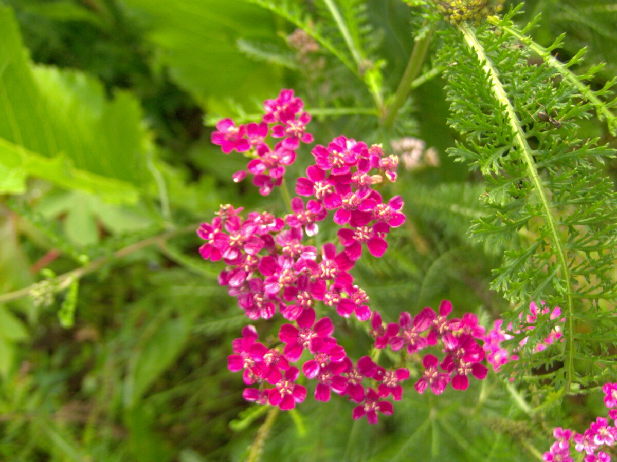 Тысячелистник из моего сада - лекарственные растение, с которым нужно проявлять осторожность 