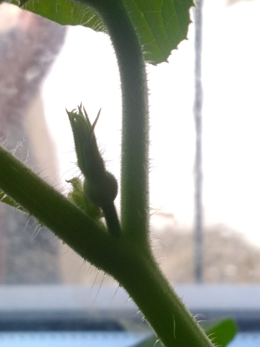 Тыковка уже собирается цвести