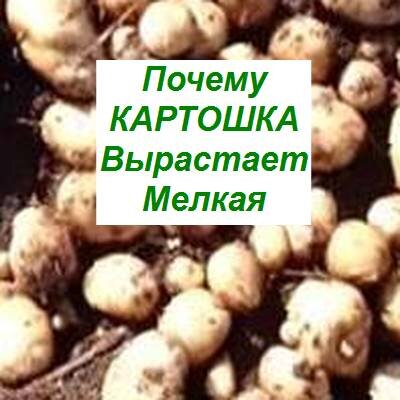 Картошка будет расти мелкой, вы гробите урожай: никогда не повторяйте этих 5 ошибок на огороде