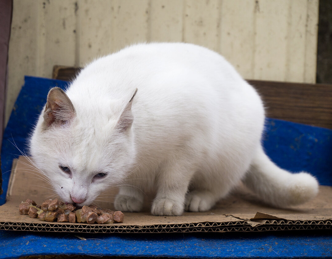 Уличная кошка. Фотография автора.