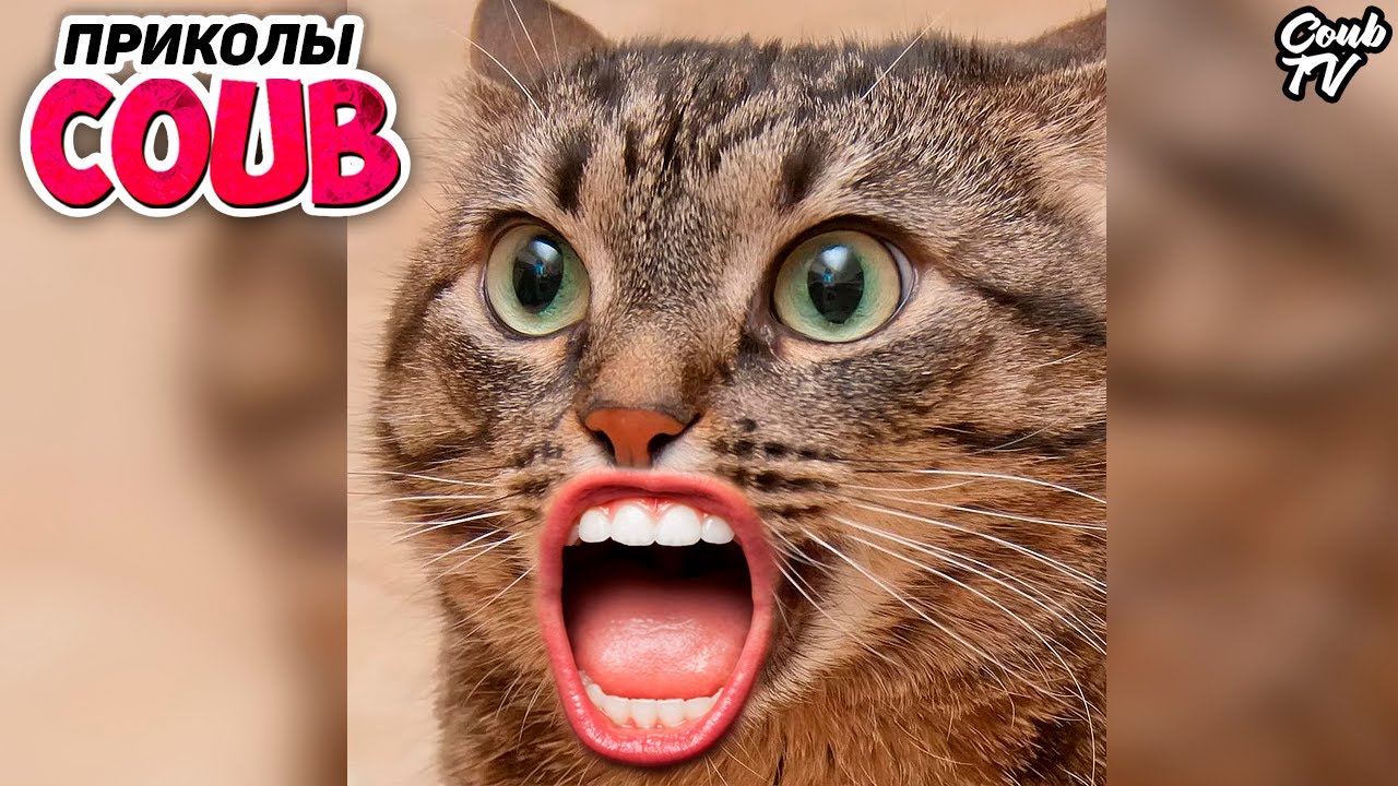 Коты со ртом человека | Говорящие коты | Подборка смешных приколов с  говорящими котами | BEST COUB TV | Дзен
