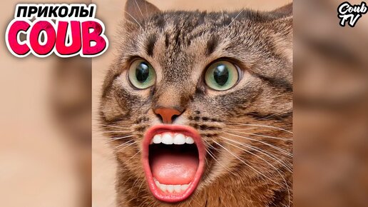 Коты со ртом человека | Говорящие коты | Подборка смешных приколов с  говорящими котами | BEST COUB TV | Дзен