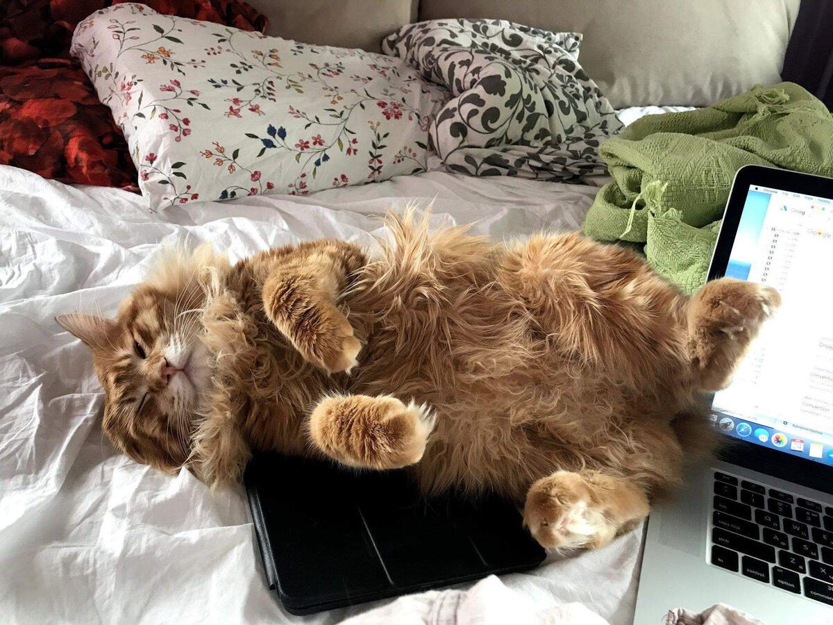 Она прекрасная компаньонка при длительном постельном режиме.  
Кошка — будильник

Она будит вас по утрам, объявляя, что жизнь уже началась. В семье кошка будит именного того, кто обычно встаёт первым, и сразу зовёт на кухню.

Кошка — педагог