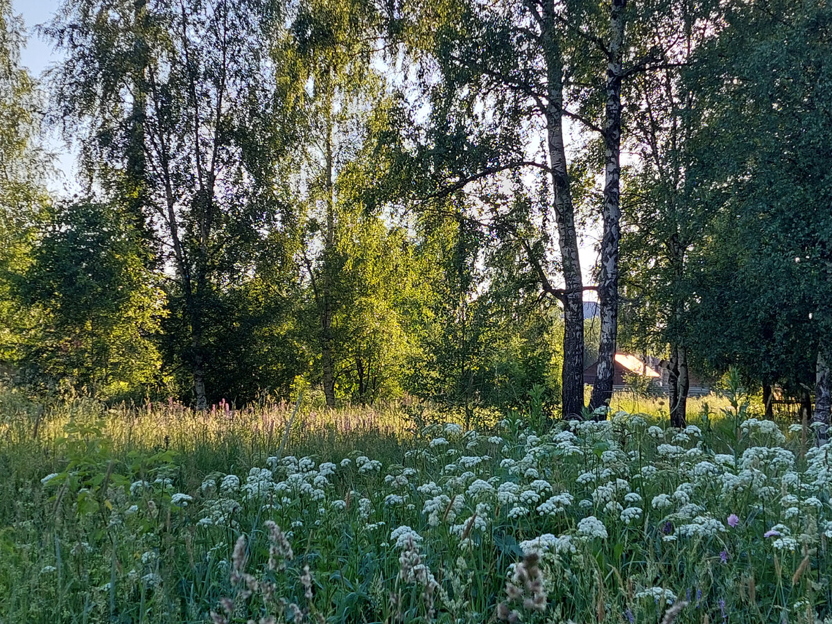 Фото автора. Село у леса.