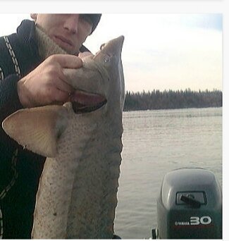 Осётр,пойманный на реке Енисей. 