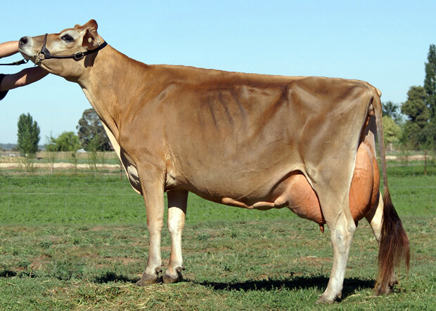 Джерсейская порода коров — одна из самых старых и жирномолочных культурных пород. Жирность молока — до 6 % и более. Расход кормов на литр молока — 0,8 кормовой единицы.
