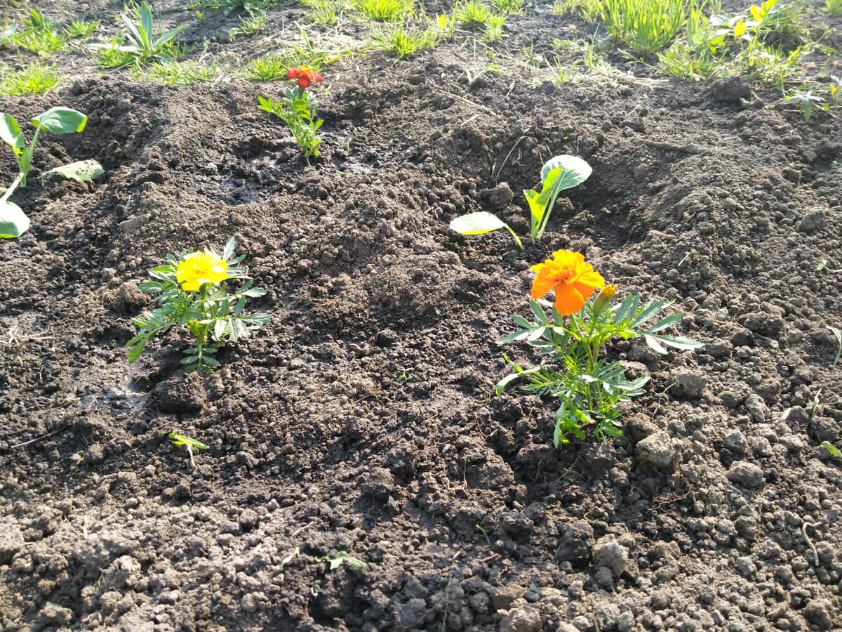 Моя капуста среди бархатцев во времена её ясельной группы (конец мая) (Фото автора)