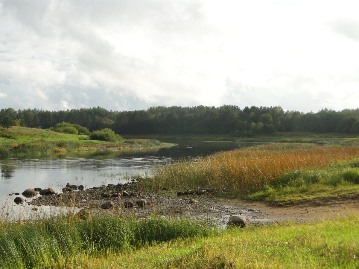 Обмелевшая Молога...