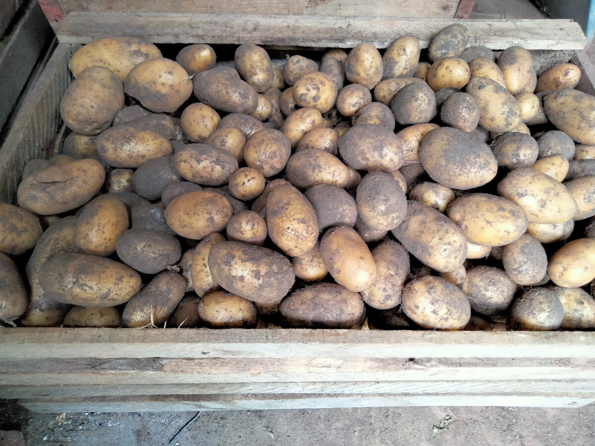 Сорт картошки Тандора
