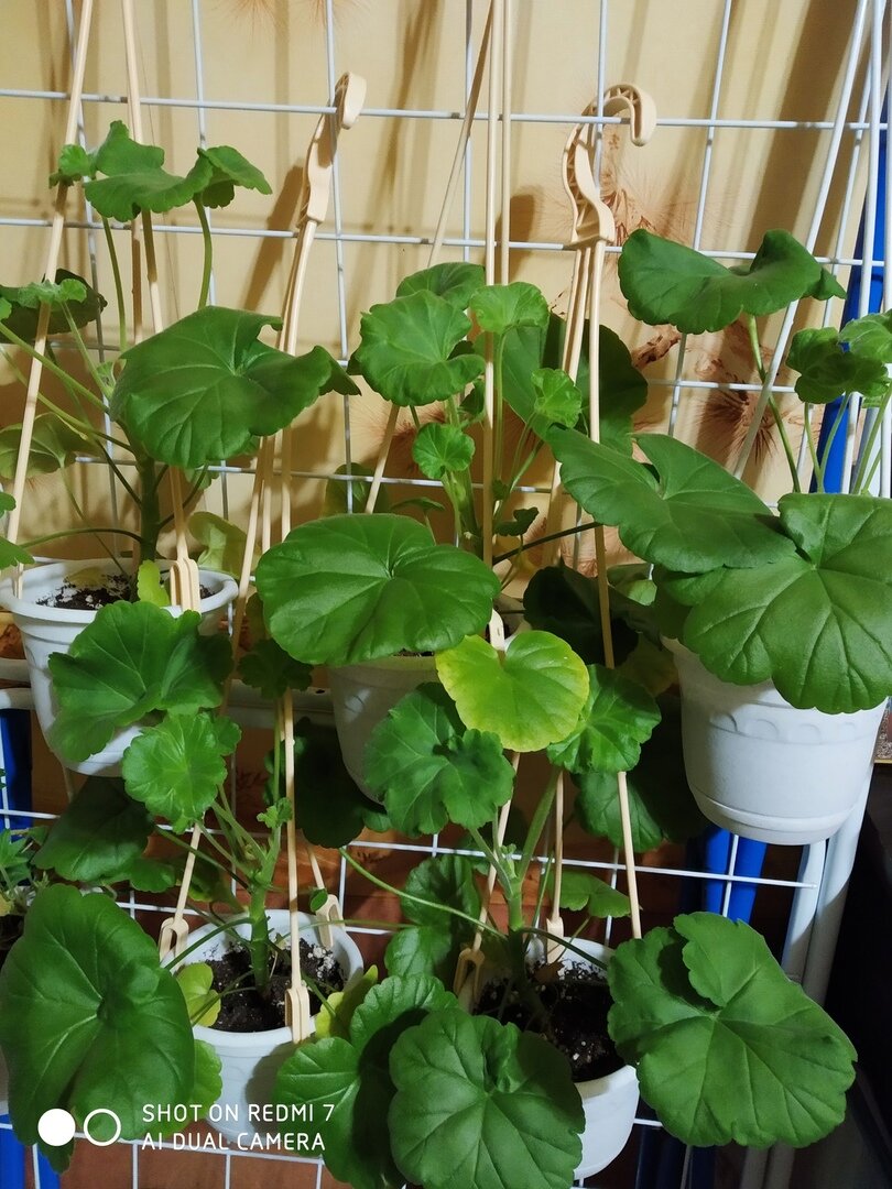 Маловато света, беднягам. Начинают желтить листочки.