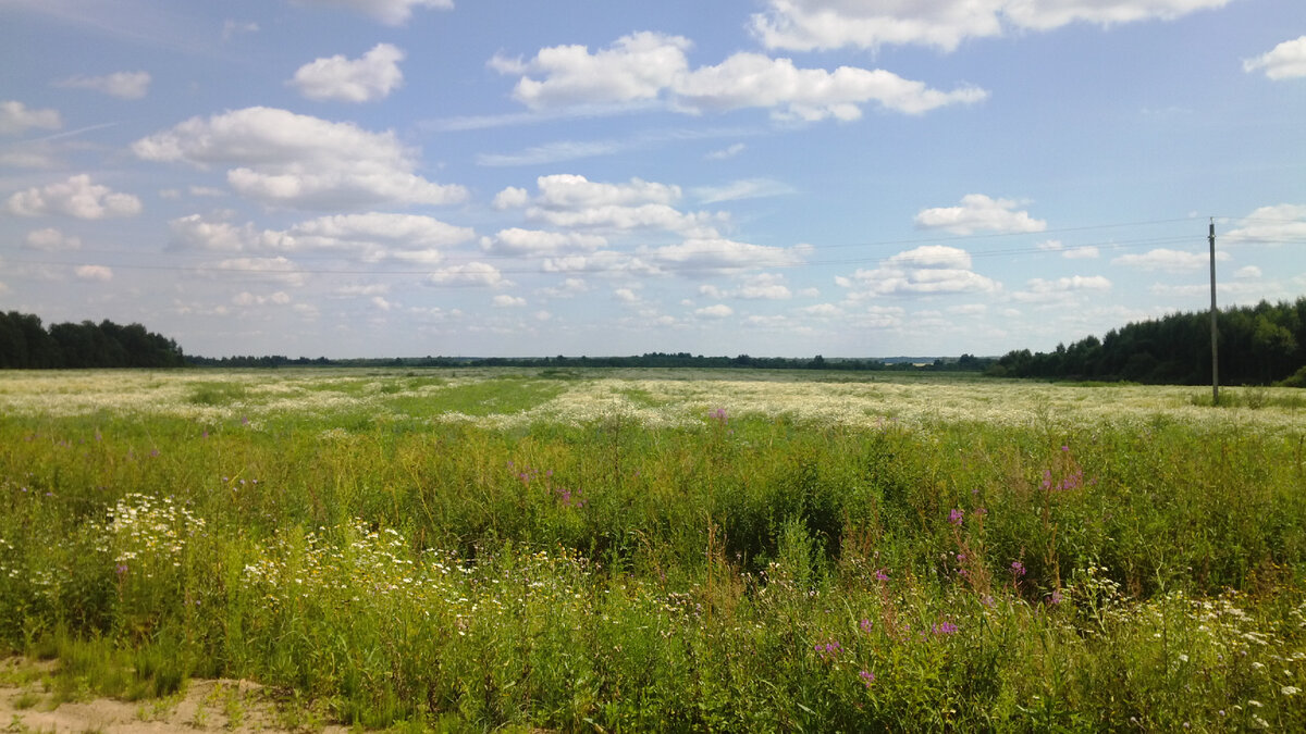 цветущие поля