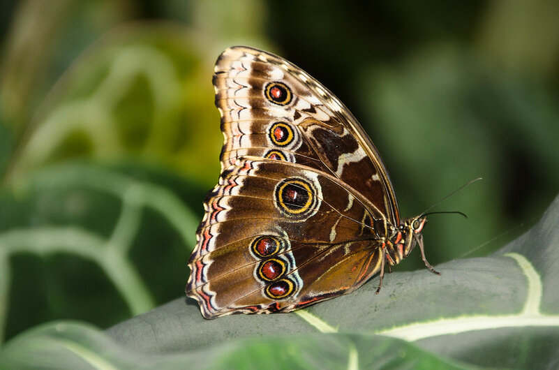 Фото: brana2007/Flickr