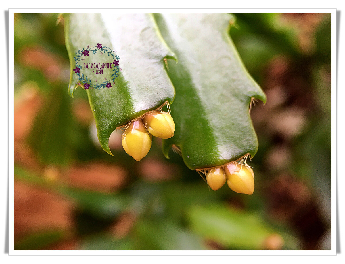 Некоторые будут цвести так: по два цветка почти на каждом концевом сегменте. Но, как говорится, нет предела совершенству. Чуть ниже покажу варианты и по три, и по четыре бутона. Уверена, вам очень понравится.