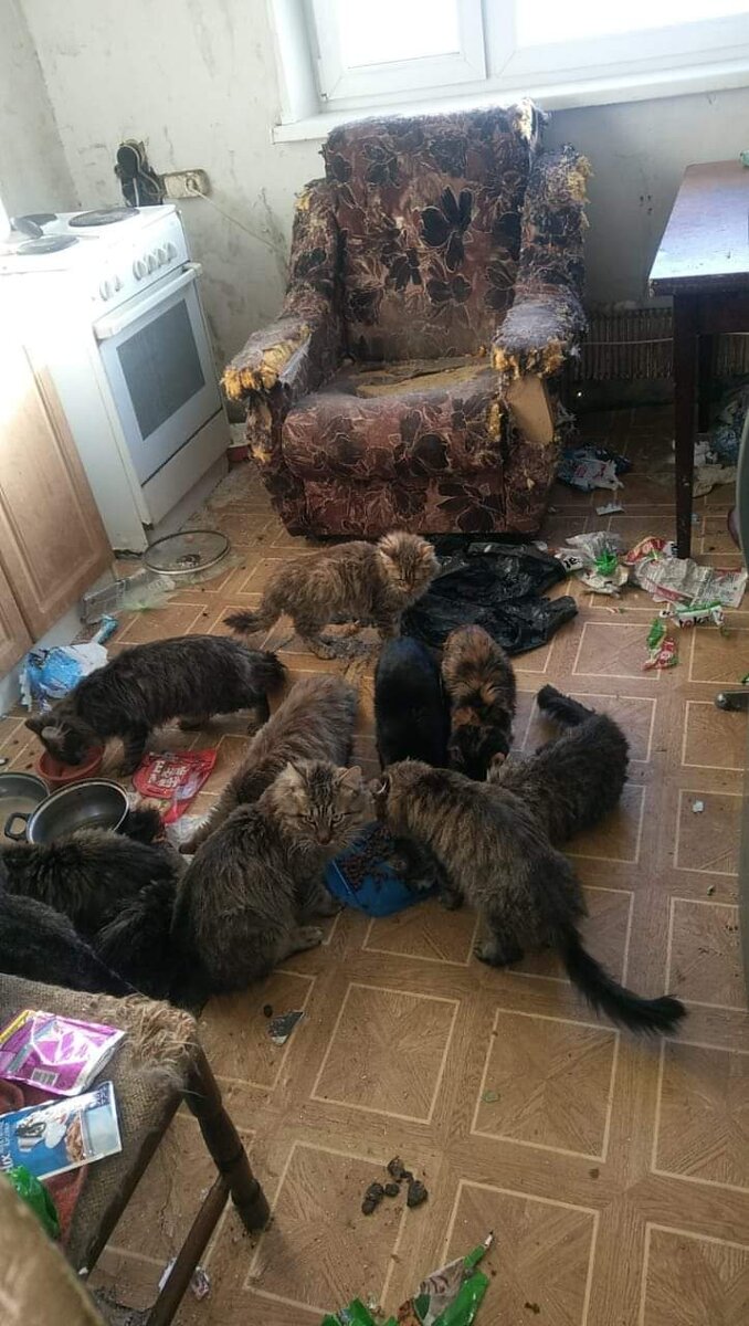 Из этой квартиры мы забрали 16 кошек