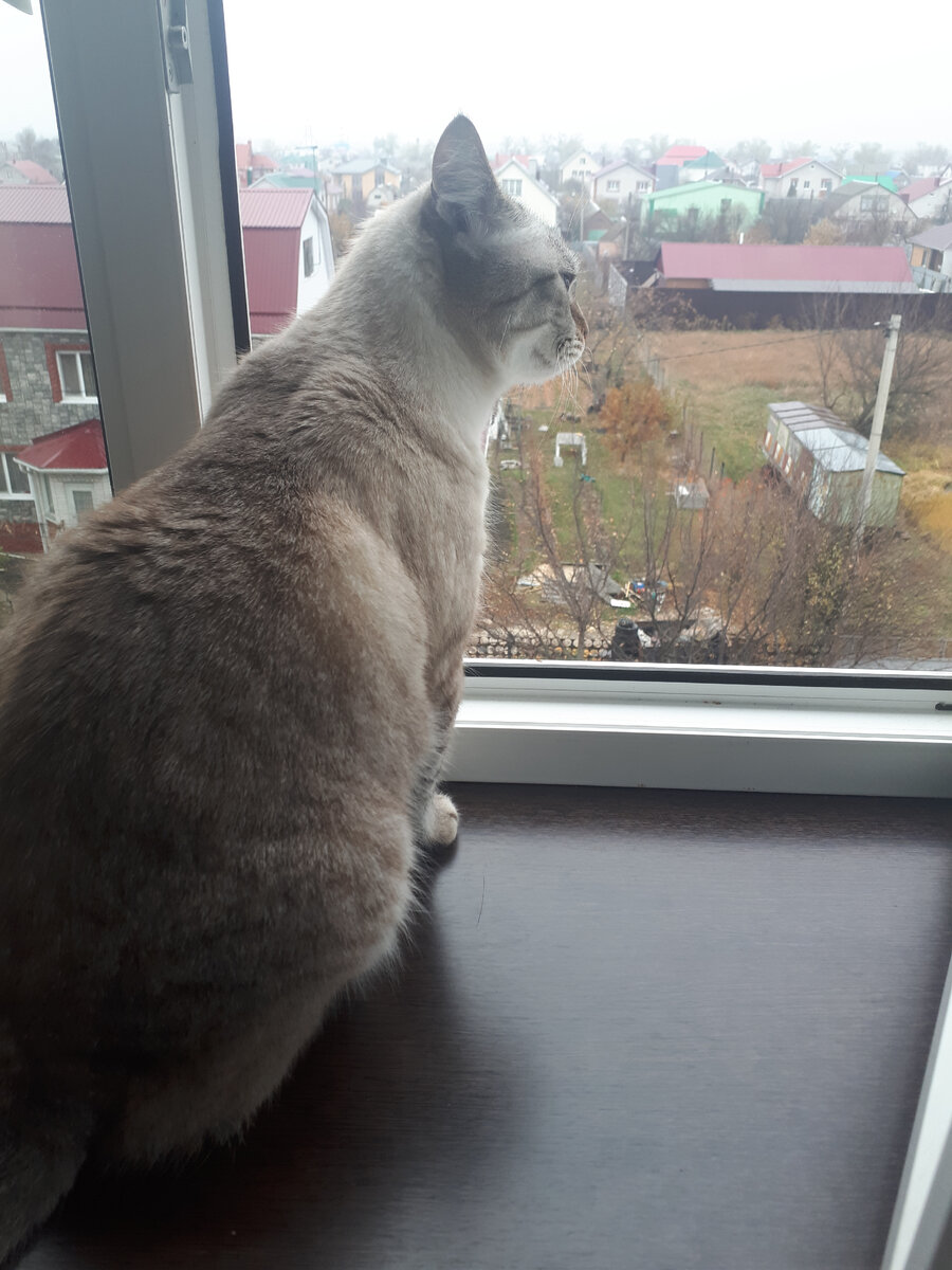 иногда я открываю окно