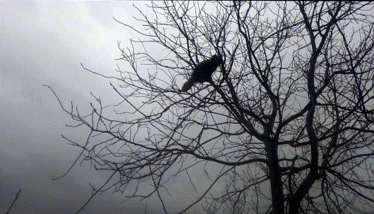 Митяй Мартяй в роли птички