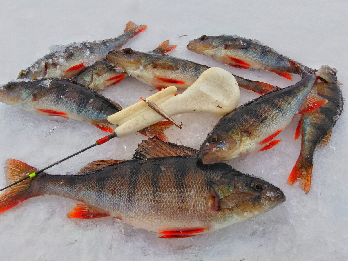 Ловля окуня зимой. Для начинающих. Техника ловли. Часть 4. | Max Fishing |  Дзен