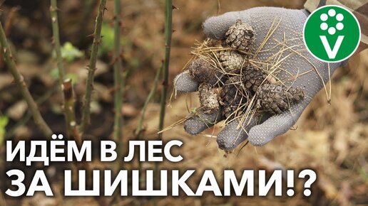 Сосновые шишки - тройная польза в саду и на огороде! И не забываем про хвойный опад!