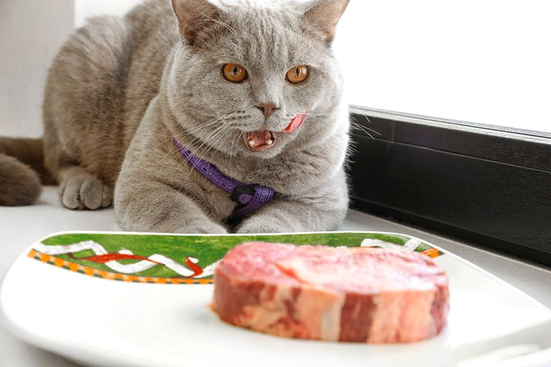 🐱Каким мясом кормить кошку - сырым или вареным | Нос, хвост, лапы | Дзен