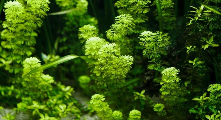 Амбулия – хороший природный фильтр, который поможет вам очистить аквариум.