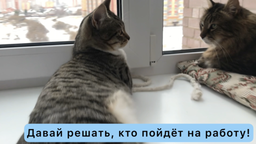 Кот и котёнок - кто-то должен работать😁