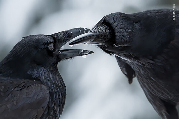Фото: Шейн Калин / Shane Kalyn – Канада. 2021. Nikon D500, 200–500 mm f5.6 at 420 mm, 1/1250 sec at f7.1, ISO 900