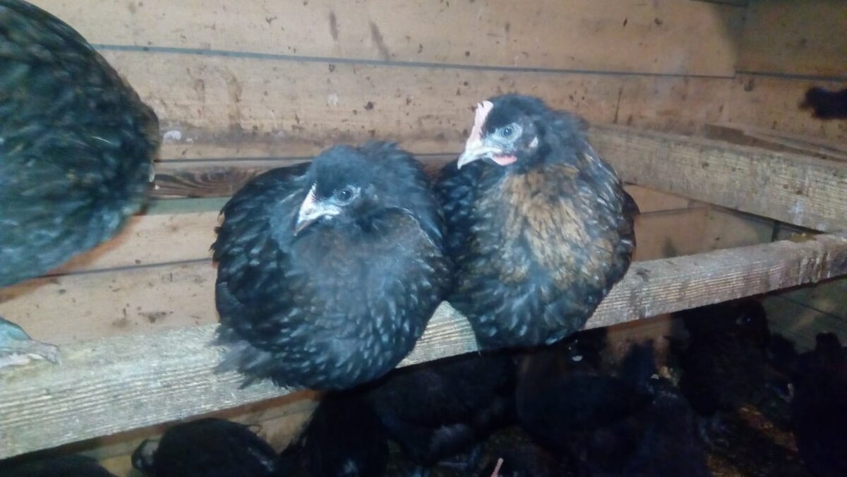 Наши цыпляики